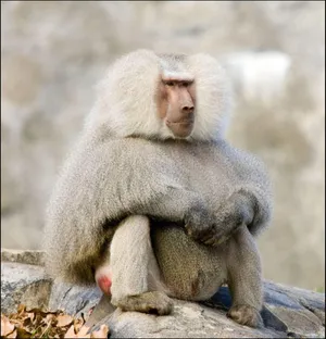 Pensive Baboon Sittingon Rock Wallpaper