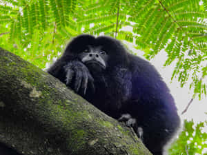 Pensive_ Howler_ Monkey_in_ Tree Wallpaper