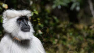 Pensive_ Langur_in_ Natural_ Habitat.jpg Wallpaper