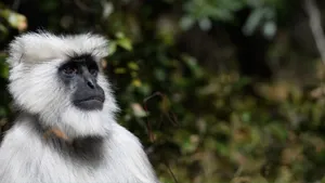 Pensive_ Langur_in_ Natural_ Habitat.jpg Wallpaper