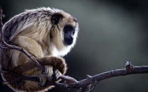 Pensive_ Langur_ On_ Branch.jpg Wallpaper