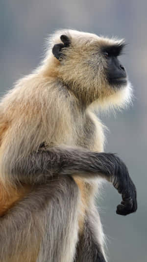 Pensive_ Langur_ Profile_ View Wallpaper