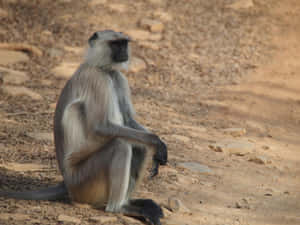 Pensive_ Langur_ Sitting_ On_ Ground.jpg Wallpaper