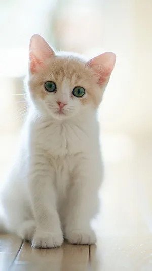 Pensive White Kitten Portrait.jpg Wallpaper