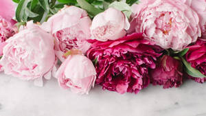 Peony Flowers In Shades Of Pink Wallpaper