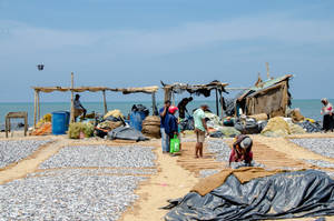 People Drying Tons Of Sardines Wallpaper