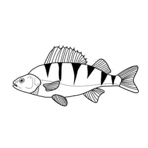 Perch Fish Line Art Illustration Wallpaper