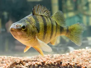 Perch Swimming In Aquarium.jpg Wallpaper