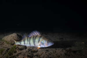 Perch Swimmingat Night Wallpaper