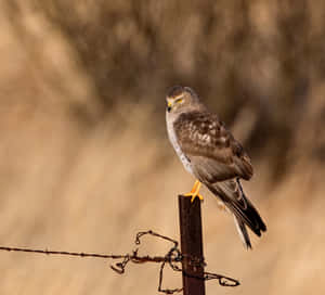 Perched Harrierin Natural Habitat Wallpaper