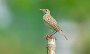 Perched Lark Green Backdrop Wallpaper