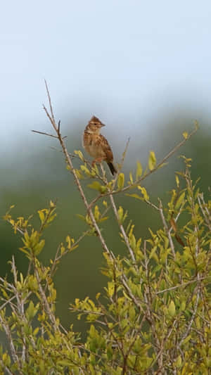 Perched Larkin Natural Habitat.jpg Wallpaper