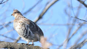 Perched Ruffed Grouse Against Blue Sky Wallpaper