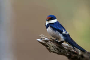 Perched Swallow Birdon Branch Wallpaper