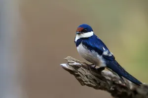 Perched Swallow Birdon Branch Wallpaper
