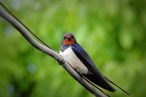Perched Swallow Green Backdrop.jpg Wallpaper