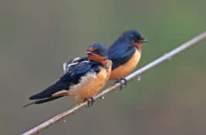Perched Swallowson Wire Wallpaper