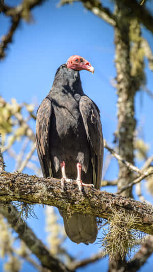 Perched Vulture Blue Sky Wallpaper