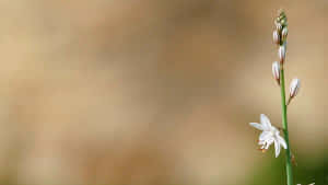 Perennial Flower That Is About To Bloom Wallpaper