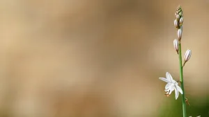 Perennial Flower That Is About To Bloom Wallpaper