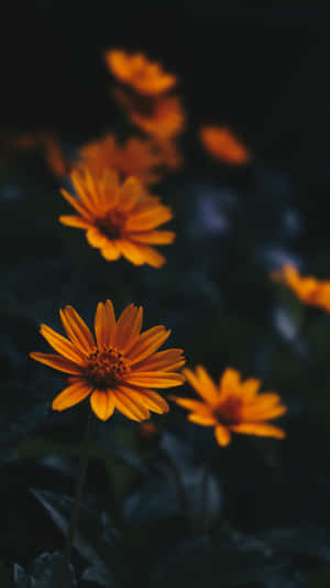 Perennial Flowers In The Dark Wallpaper