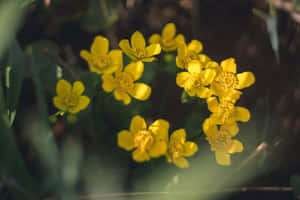 Perennial Flowers With Dark Filter Wallpaper