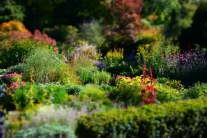 Perennial Flowers Within The Garden Wallpaper