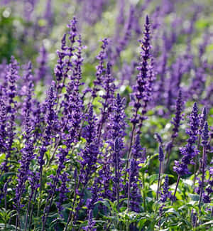 Perennial Scent Of The Lavender Flowers Wallpaper