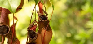 Perfect Sundown Scenery Wallpaper