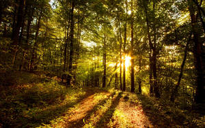 Perfect Trail For Hikers Morning Glory Wallpaper