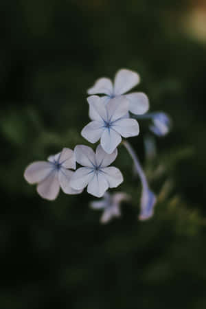 Periwinkle Blossoms Aesthetic Wallpaper