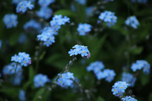 Periwinkle Blue Forget Me Nots Wallpaper