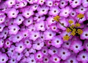 Periwinkle Floral Backdrop Wallpaper