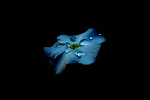 Periwinkle Flower Dew Drops Dark Background Wallpaper