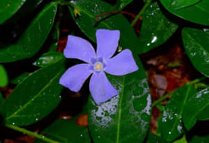 Periwinkle Flower Dewdrops.jpg Wallpaper