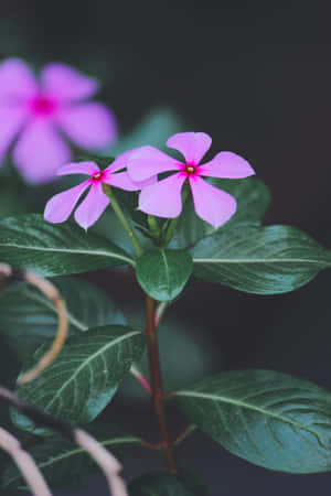 Periwinkle Flowers Dark Backdrop Wallpaper