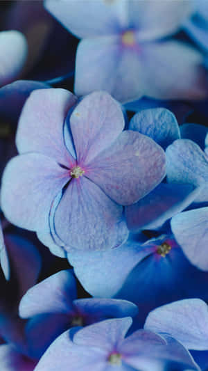 Periwinkle Hydrangea Closeup Wallpaper