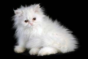 Persian Cat Breed Wallpaper