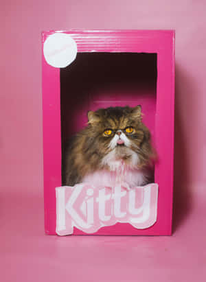 Persian Catin Pink Barbie Box Wallpaper