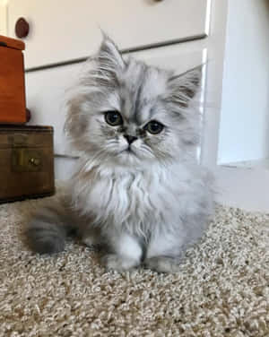 Persian Cute Cat Pfp Wallpaper