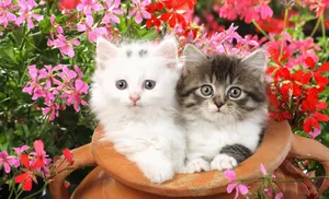 Persian Cute Kitties With Flowers Wallpaper