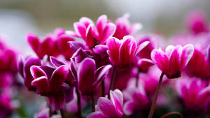 Persian Cyclamen Plant Wallpaper