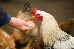 Person Feeding Hen Wallpaper