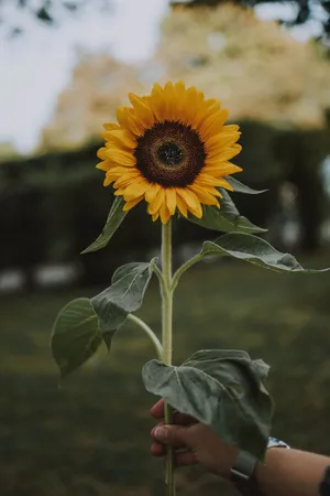 Person Holding A Sunflower Phone Wallpaper