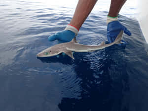 Person Holding Dogfishat Sea Wallpaper