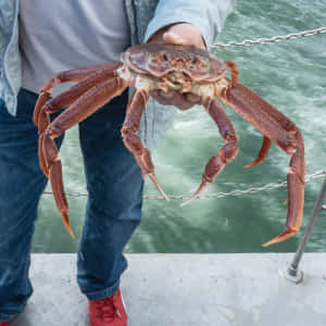 Person Holding Large Crab Wallpaper