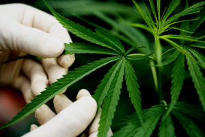 Person With Gloves Holding Weed Leaf Wallpaper