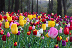 Perth Araluen Botanic Park Wallpaper