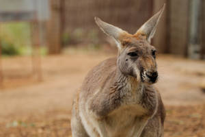 Perth Kangaroo At Zoo Wallpaper