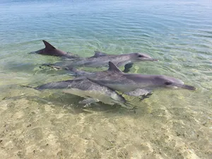 Perth Monkey Mia Wallpaper